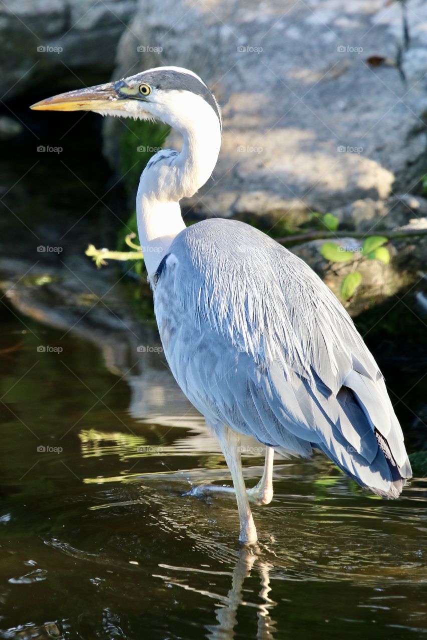 Gray heron 