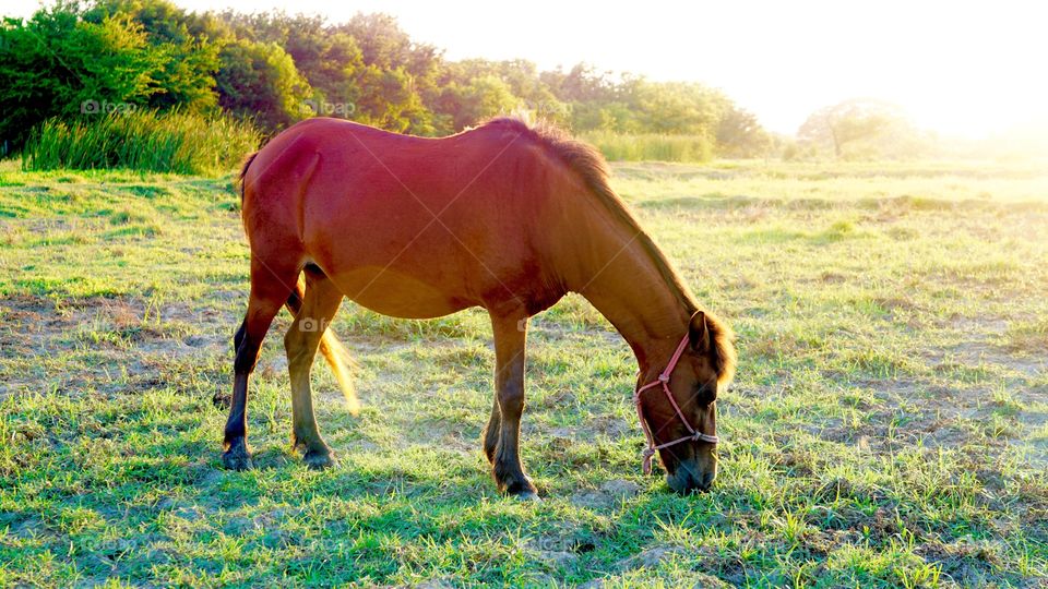 Horse  at the grass field 