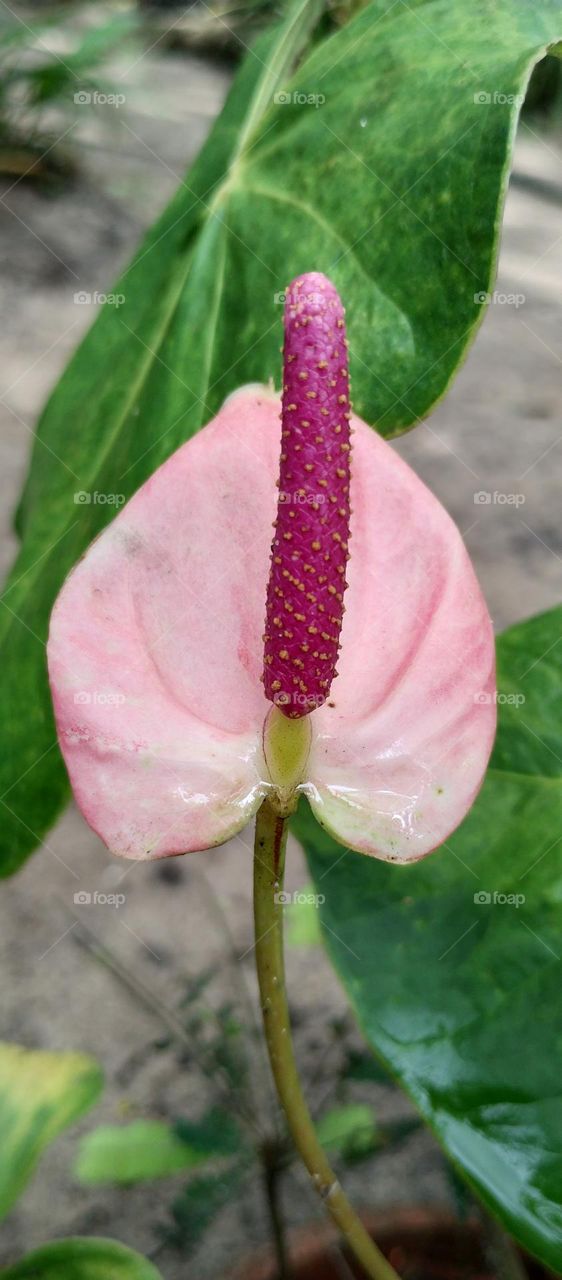 Anthurium