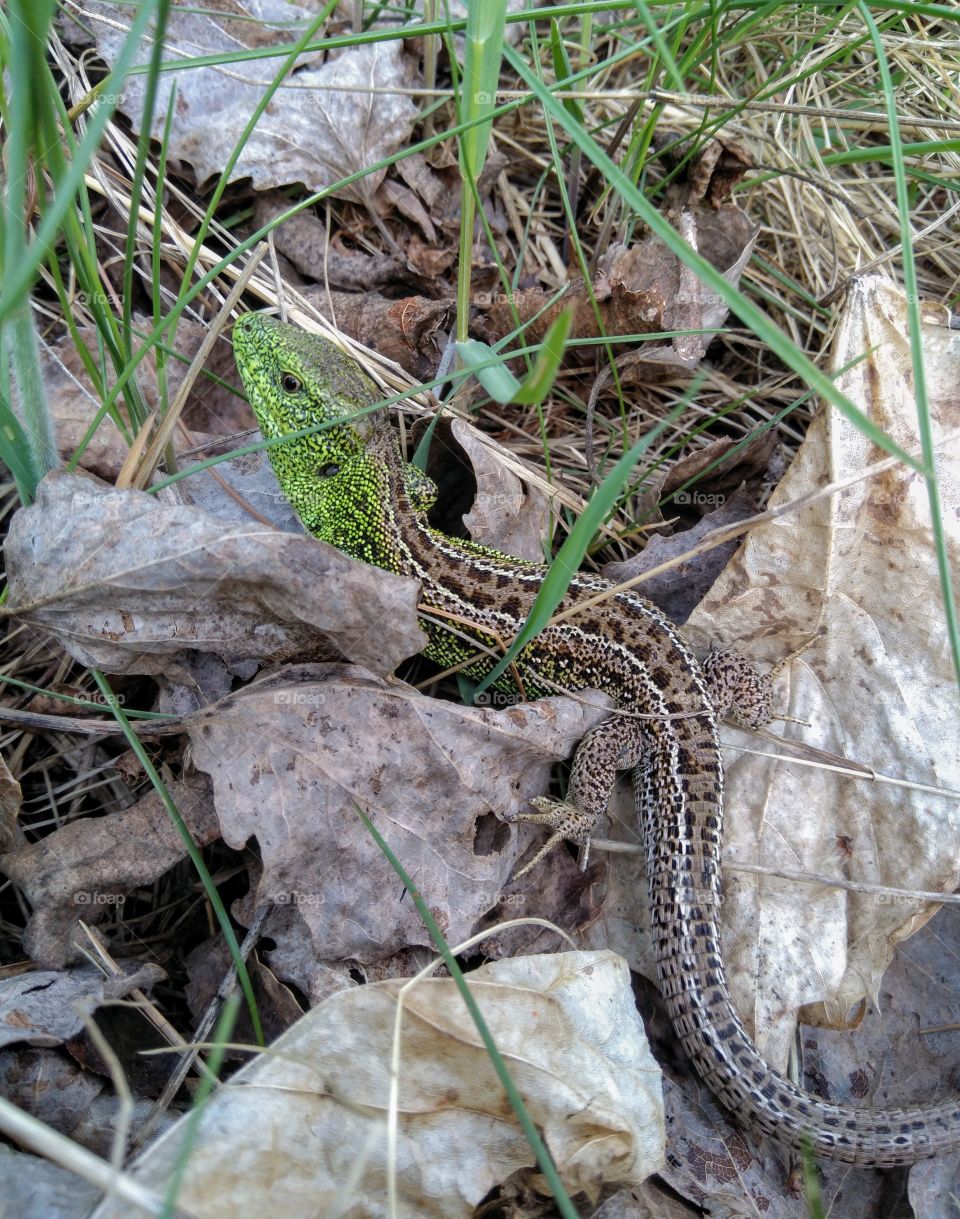 beautiful lizard in the grass spring time