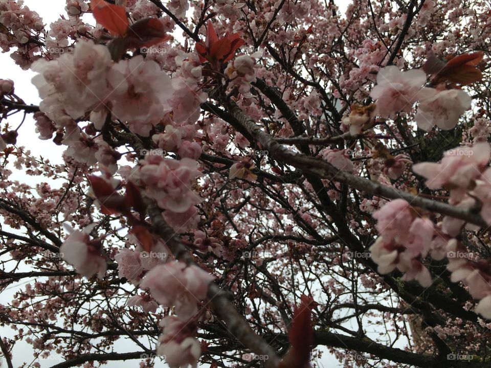 Japanese cherry blossom 