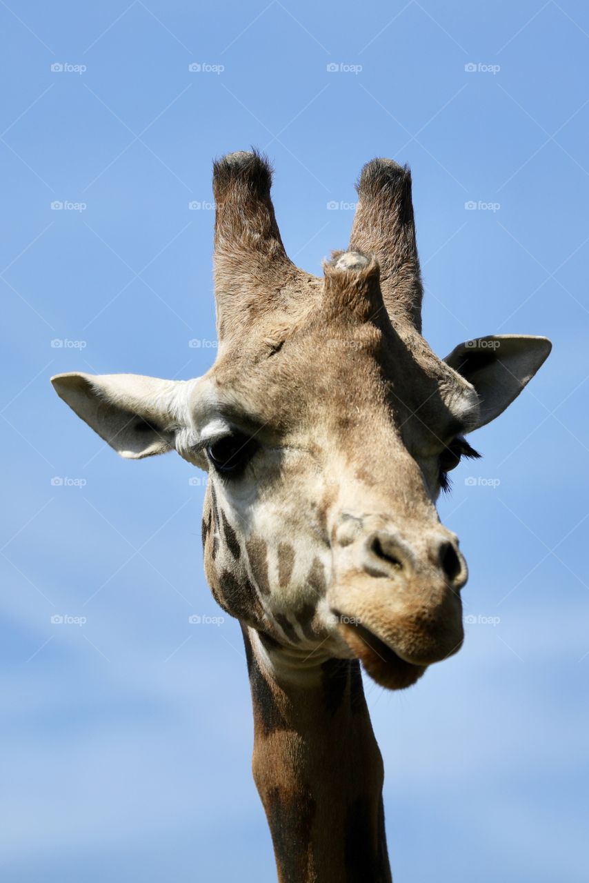 Giraffe 