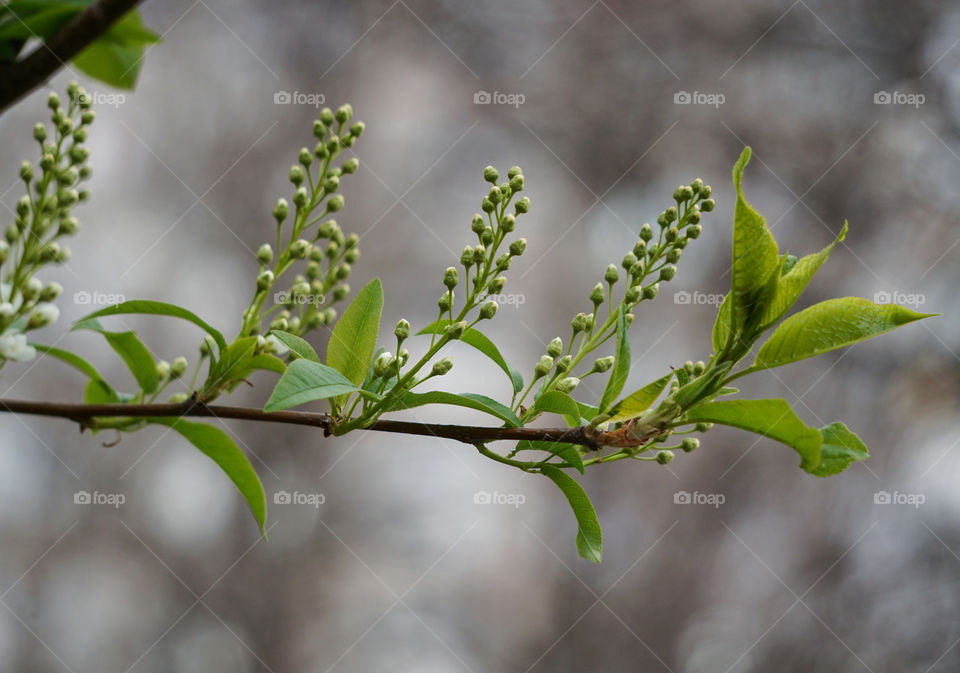 Leaf, Flora, Nature, Tree, Branch