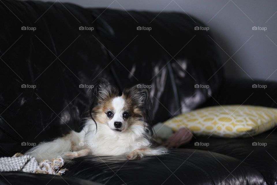 Puppy dog hanging out on a couch 