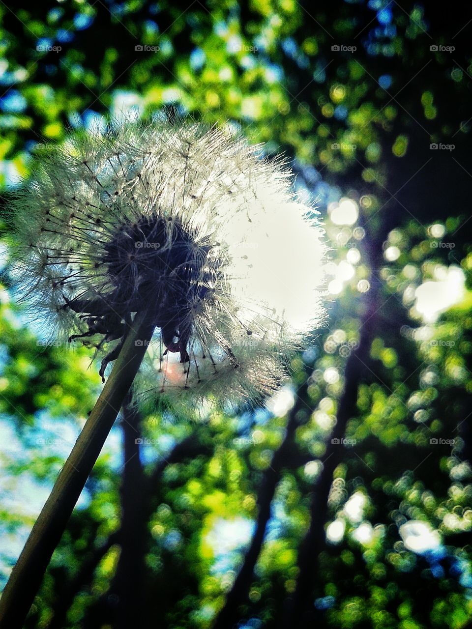 dandelion