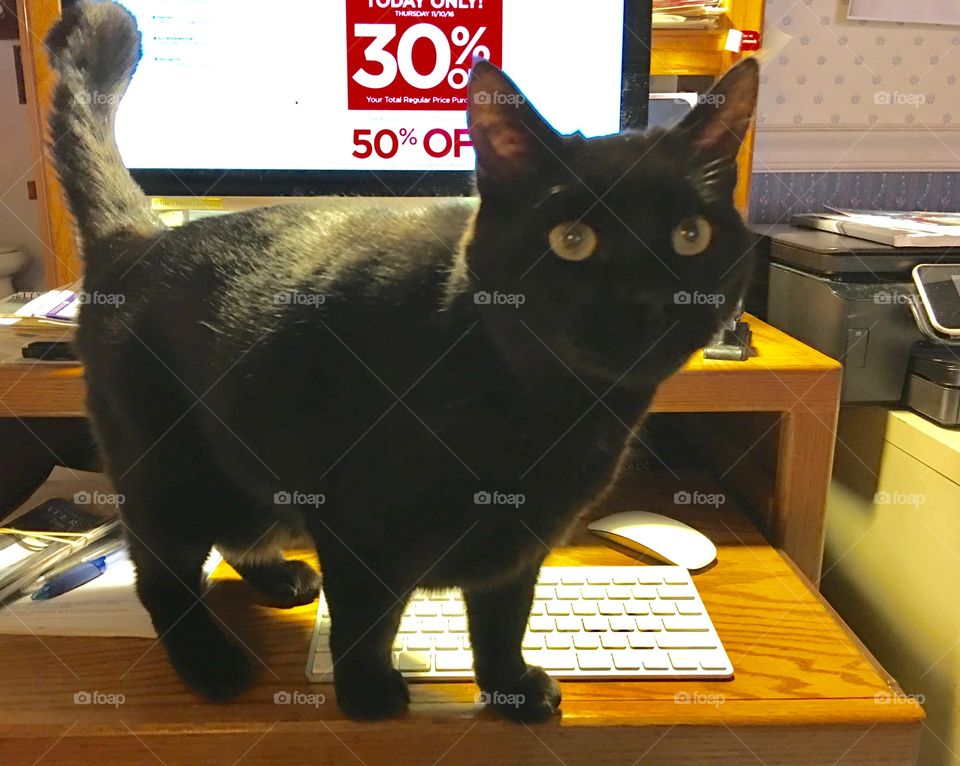 Cat in my way. Standing on my desk in front of my Apple computer! Can't shop discounts using my MAC desktop computer 🖥 with keyboard and wireless mouse 🐭!