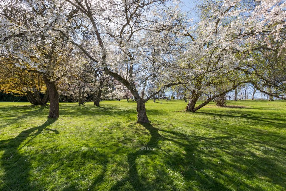 Beautiful blooming cherry trees with pink and white flowers in the park on a sunny day in spring 