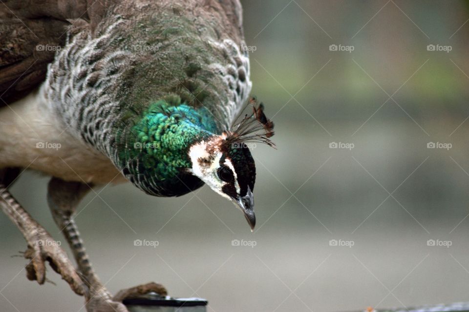 Peacock female. Closeup portrait