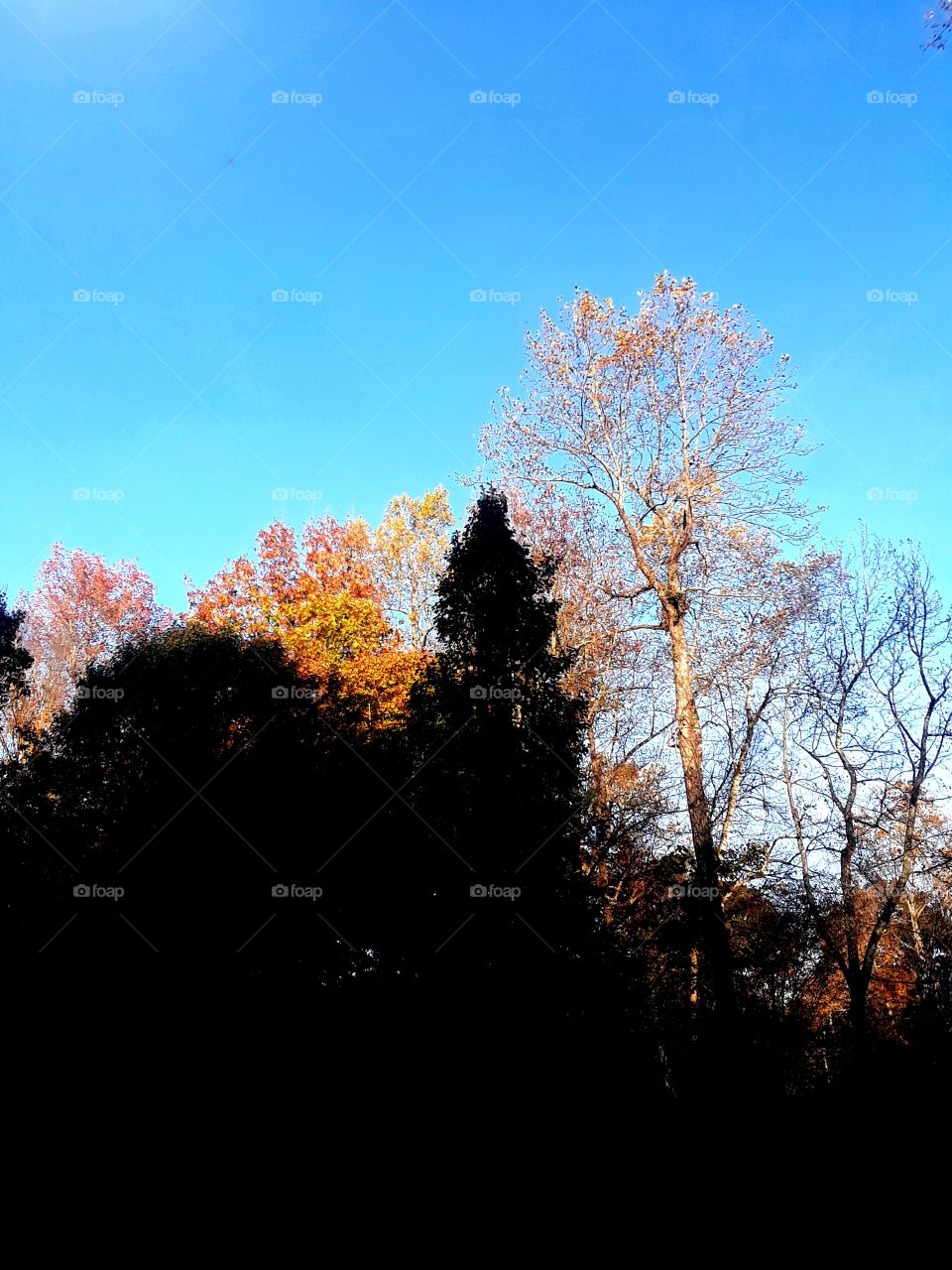 Autumn In The Shadows 