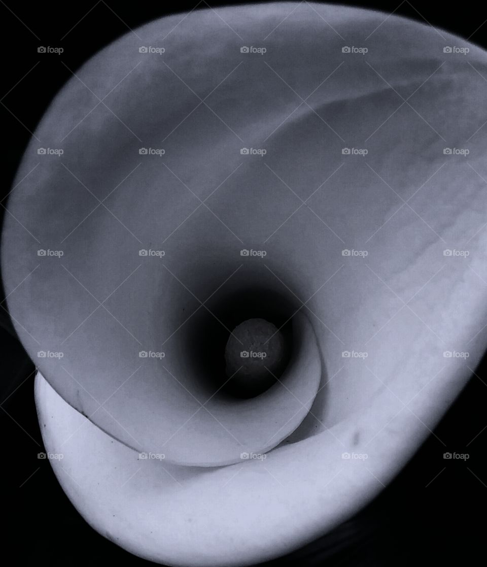 " The beauty of a black and white flower" 
Mark's photography travels! 
myevolutiontravel.com/marks 
agents.myevolutiontravel.com