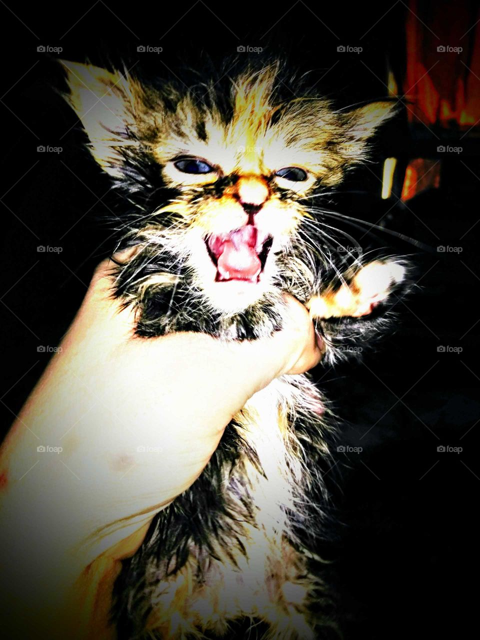 Perfect shot of this Manx kitten meowing looks like it's growling after a bath.