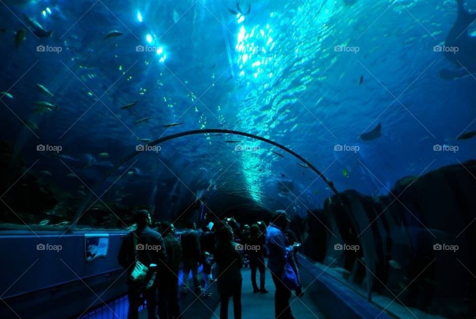 Aquarium 