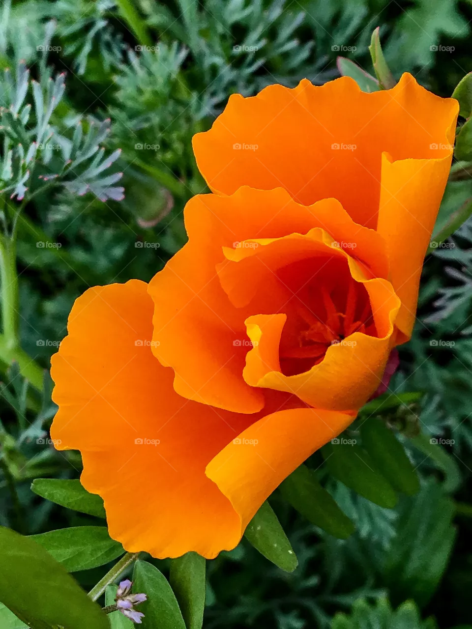 Cali Poppy
