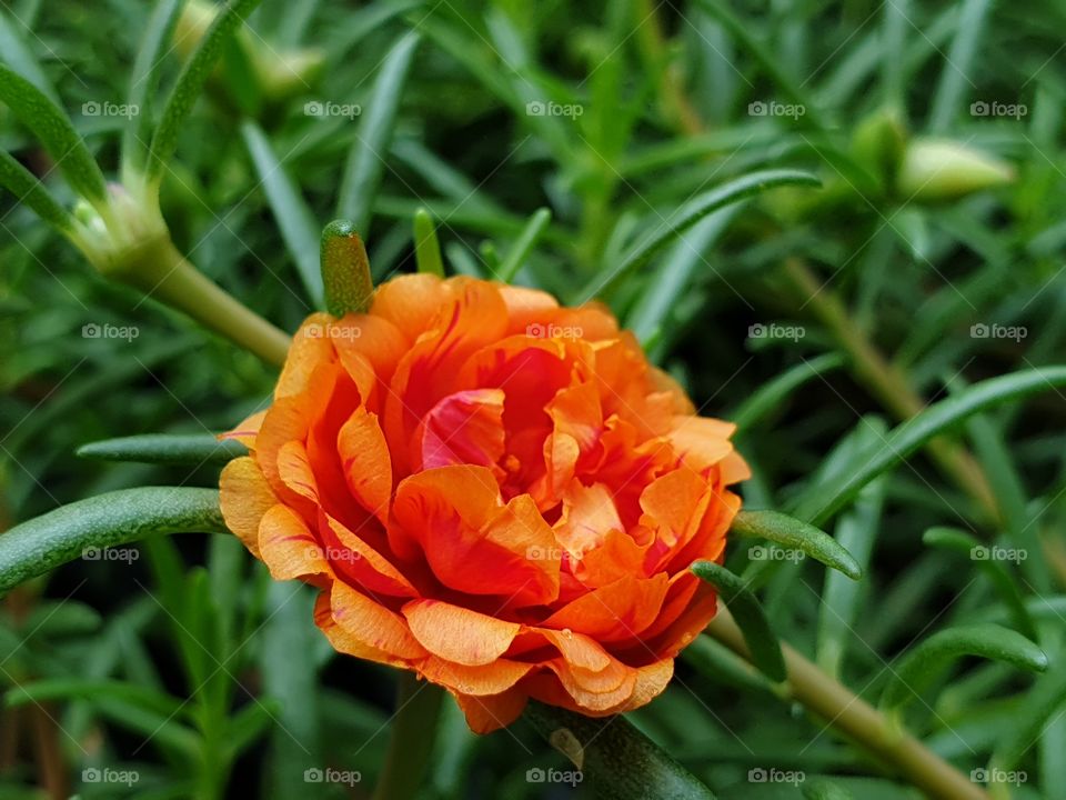 the portulaca grandiflora