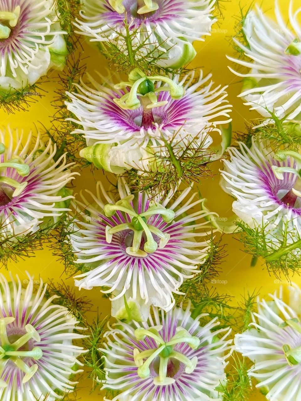 Stinking Passion flowers on yellow background.
