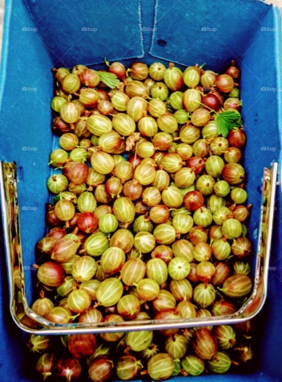 Picking Gooseberries!