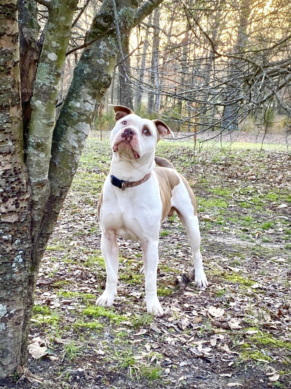 Gus says, “Huh? What??” My very UNvicious pitbull that I disturbed for a picture, while he was trying to hunt squirrels!!