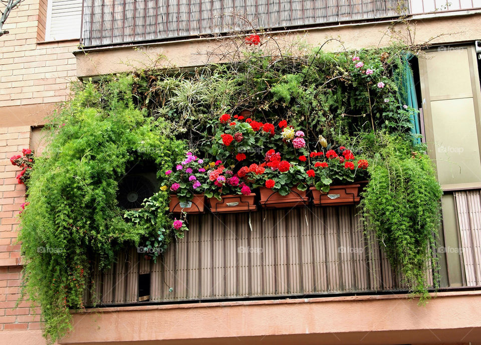 flowers blommor balcony balkong by istvan