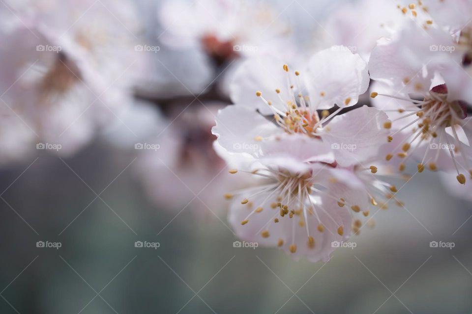 close up view of buds . spring time