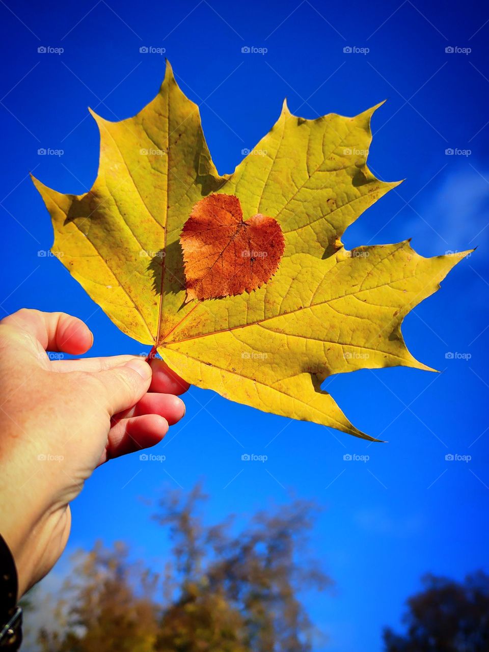 Autumn. A woman's hand holds a yellow maple leaf against a blue sky. Attached to the yellow maple leaf is a red linden leaf in the shape of a heart