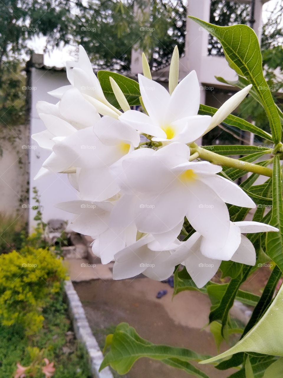 white flowers 🌸🌺🌻🌹🌷🌼💐