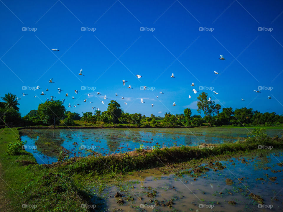 A happy story of cattle egrets those are very alarming when i try to reach them...