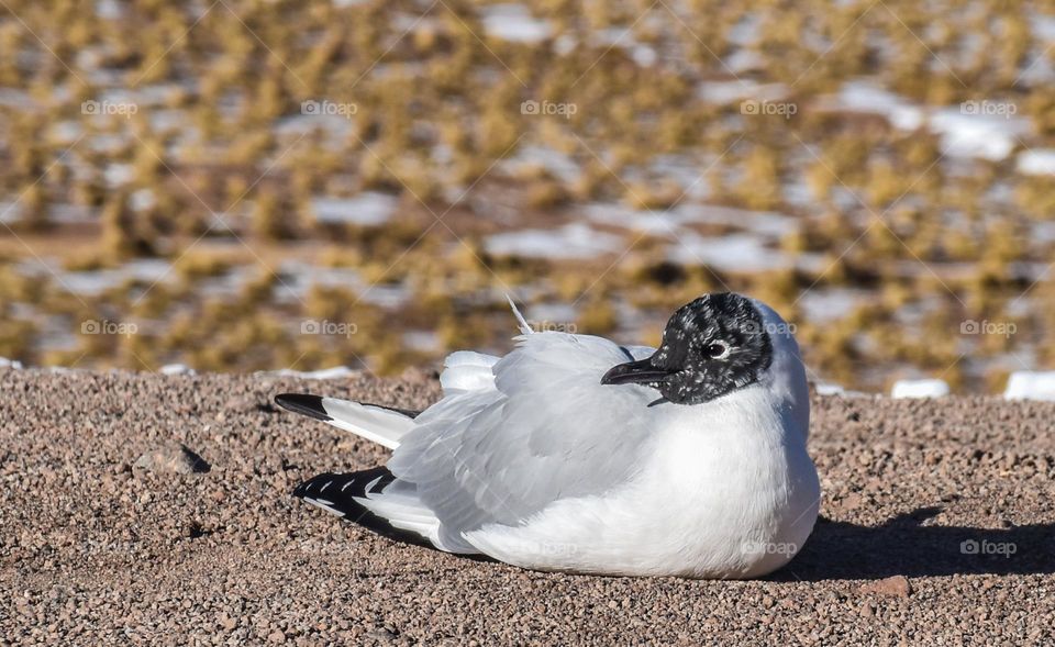 Gaviota Andina en San Pedro de Atacama // Andean gull in San Pedro de Atacama