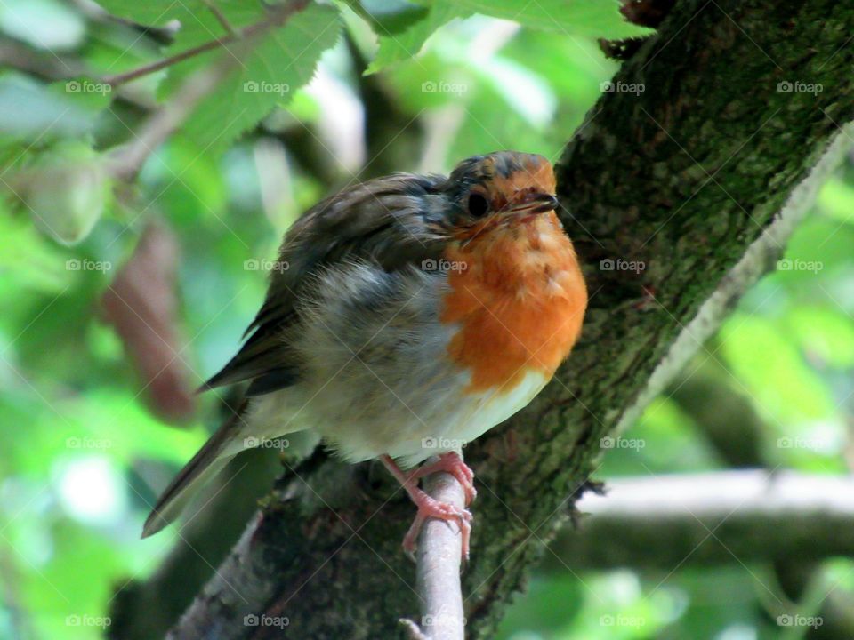 Robin perched on a branch of a tree