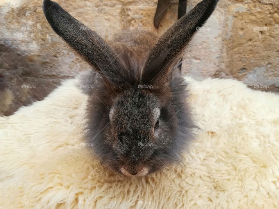 A domestic rabbit