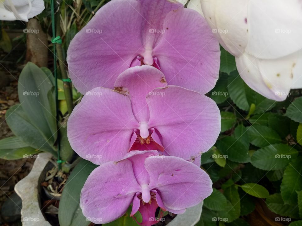 Violet,Orchids