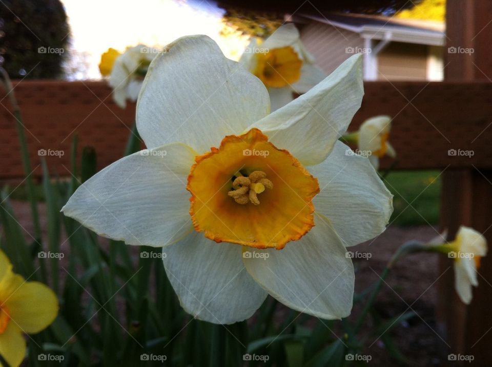 Daffodil