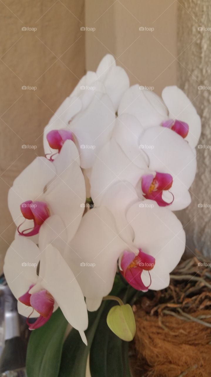 orquídea