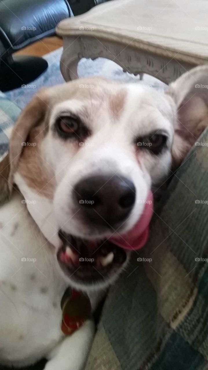 funny dog tongue