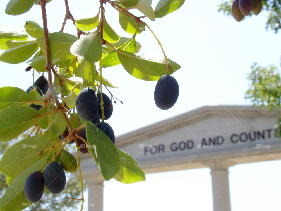 Fruit hanging