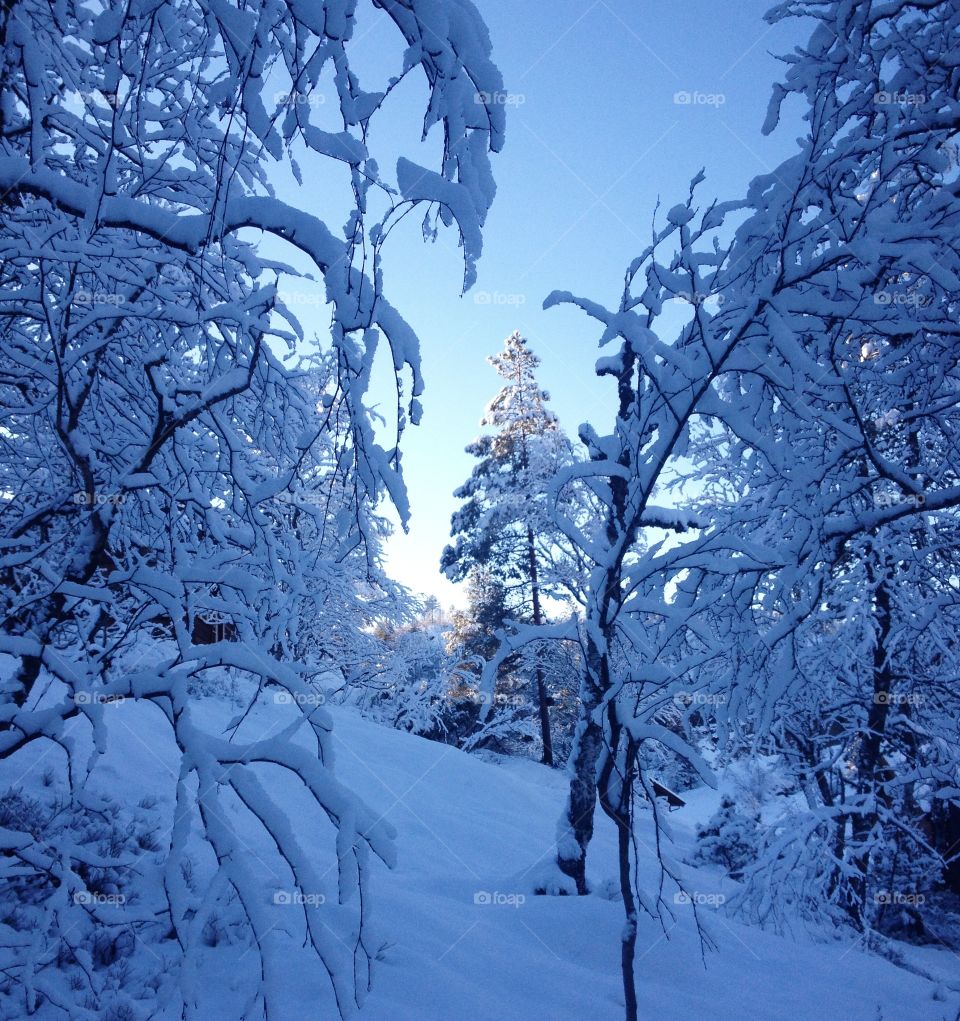 Winter with snow on birch trees
