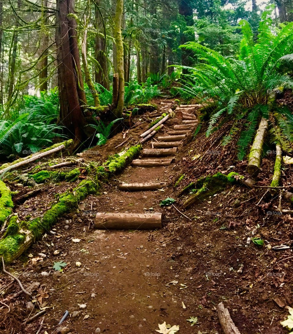 Osprey Trail, Port Ludlow, Washington 