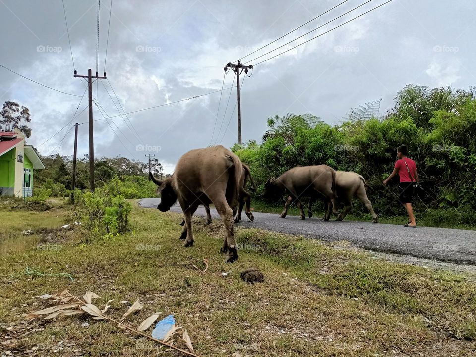 Buffalo family returns to the stable after pasture, Domestic Asian water buffalo