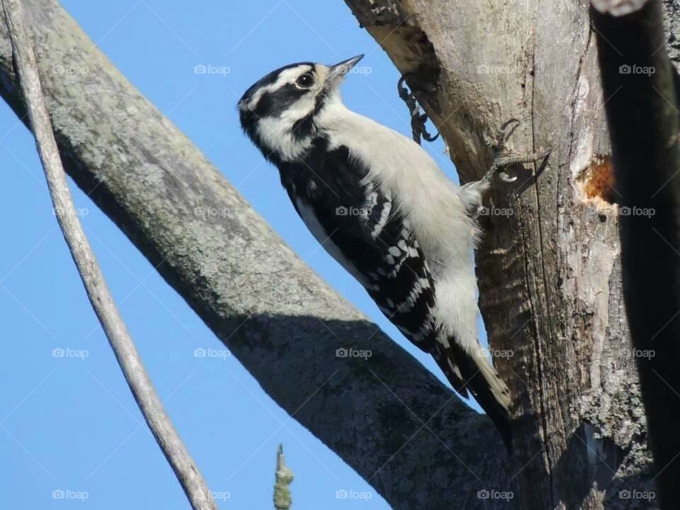 Downy Woodpecker