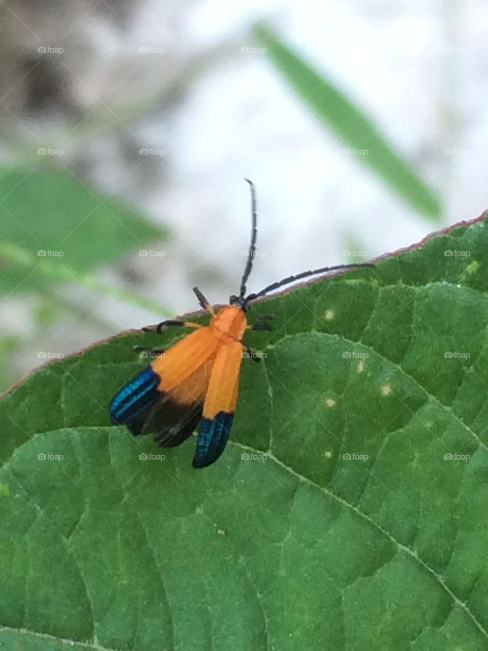 Calopteron Terminale Beetle 