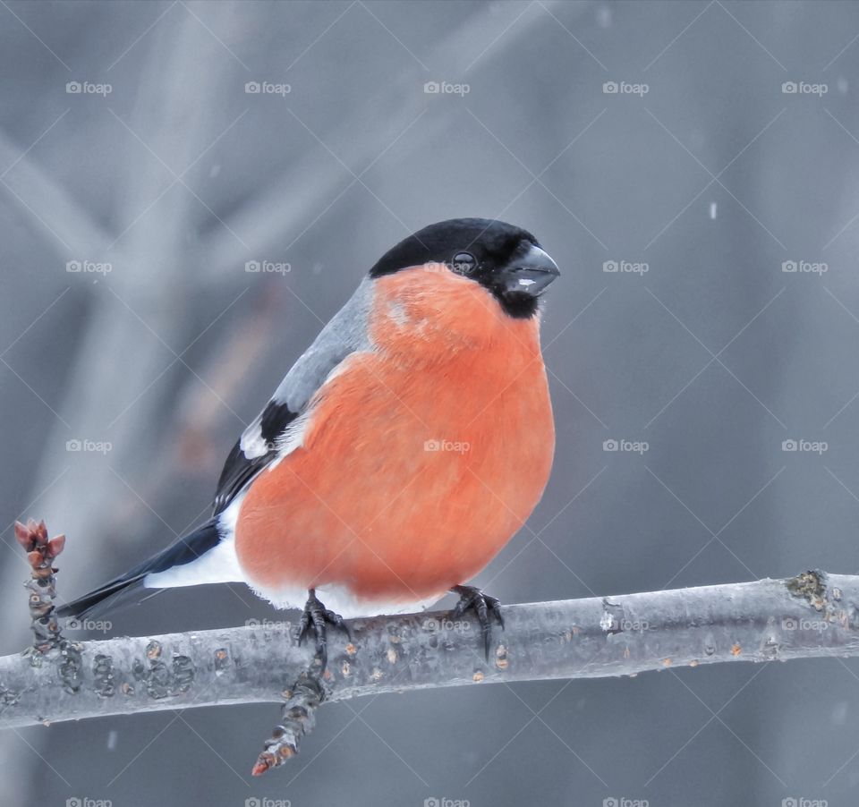 Bullfinch on a branch