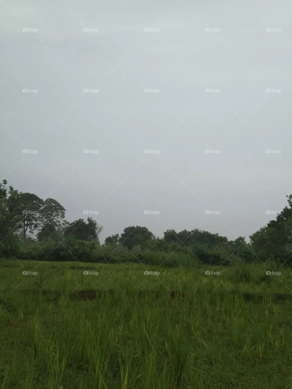 beautiful nature
