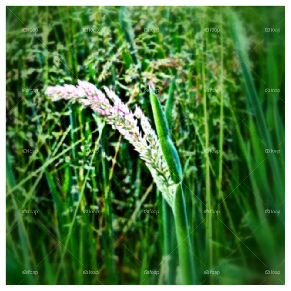 Blooming Green Grass