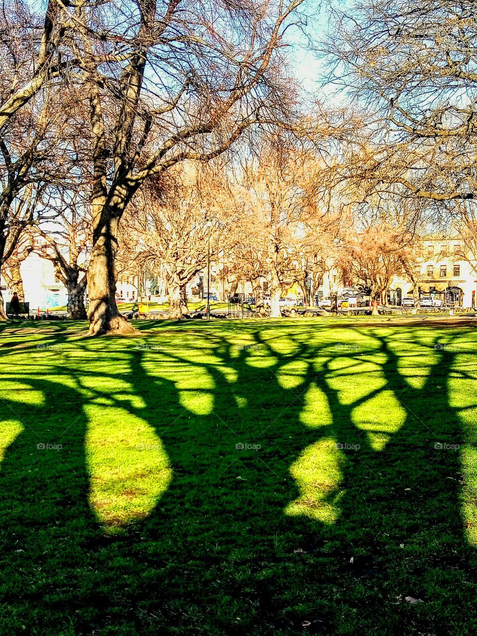 trees in the Park shadow