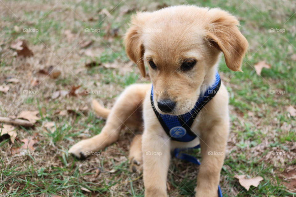 Golden Retriever puppy in a harness sitting in the grass.