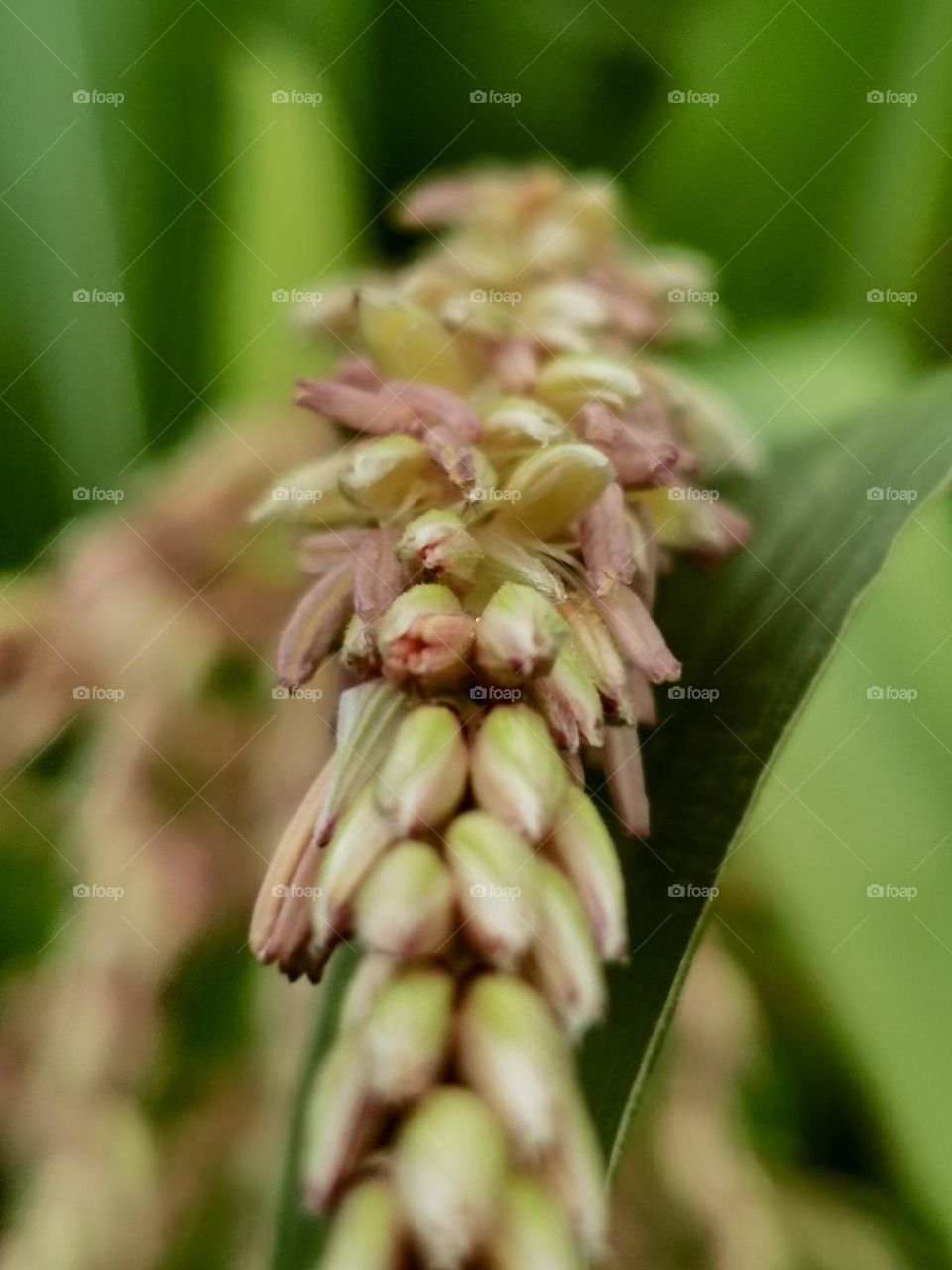 Corn