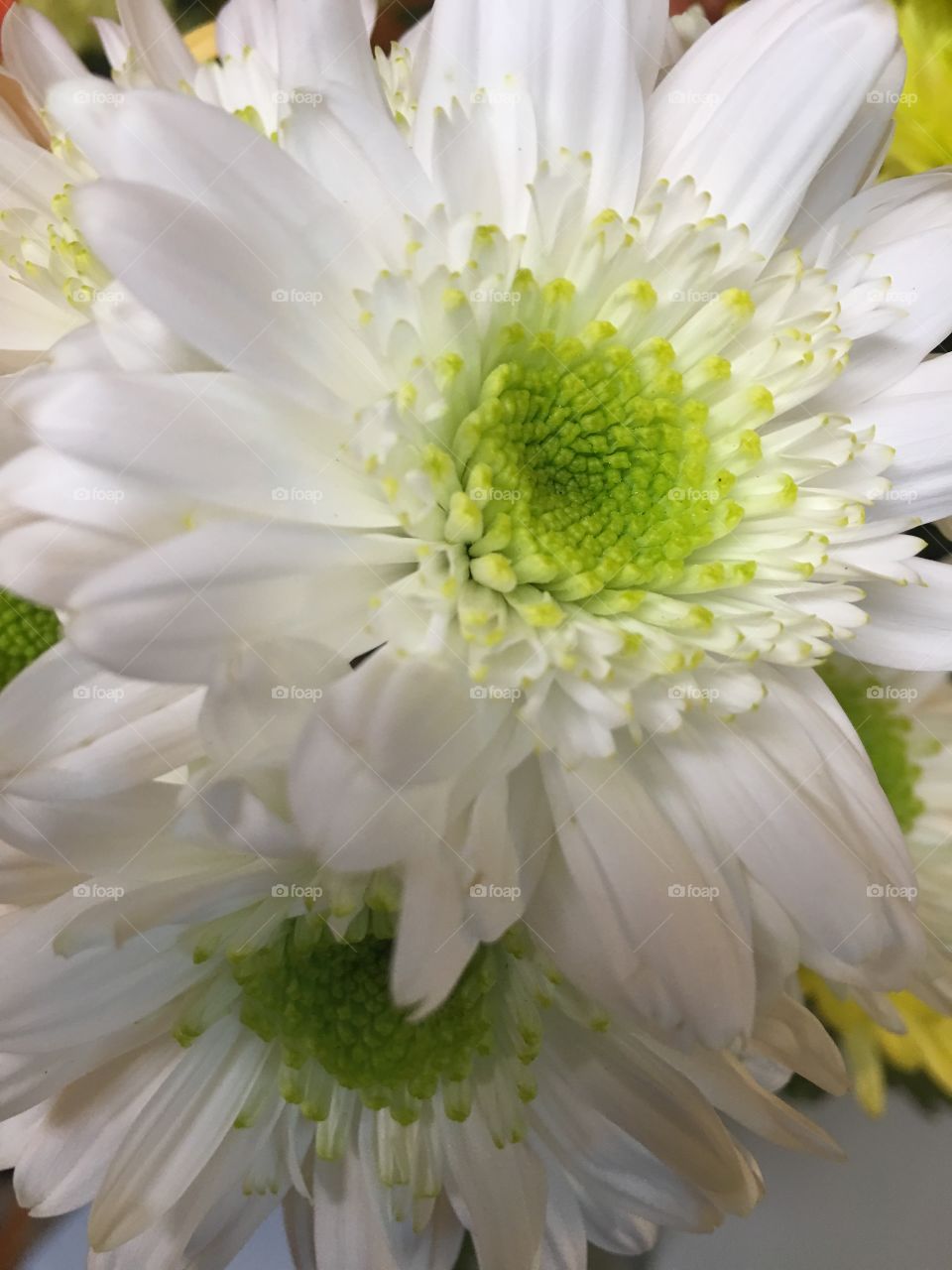 You're a Daisy if you do!