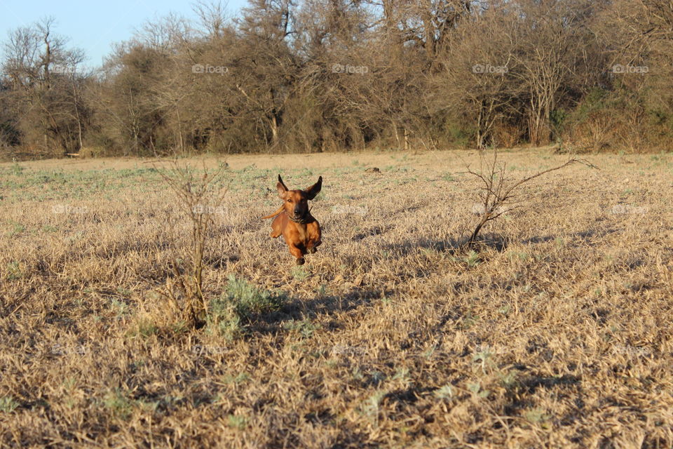 daschund flying. dog running like flying