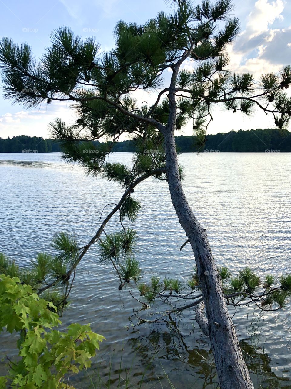 Tree at Lake Hodgson 