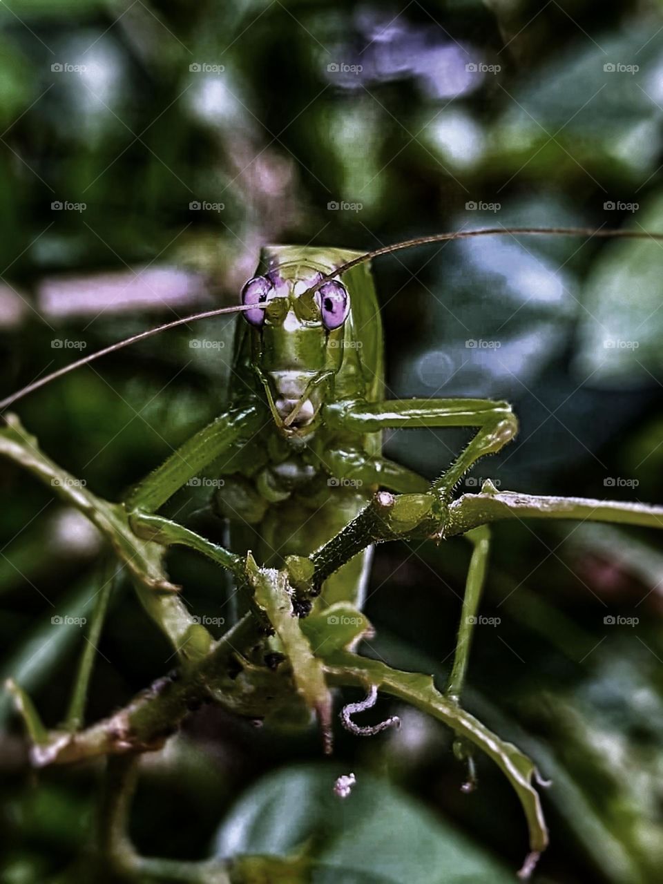 grasshopper