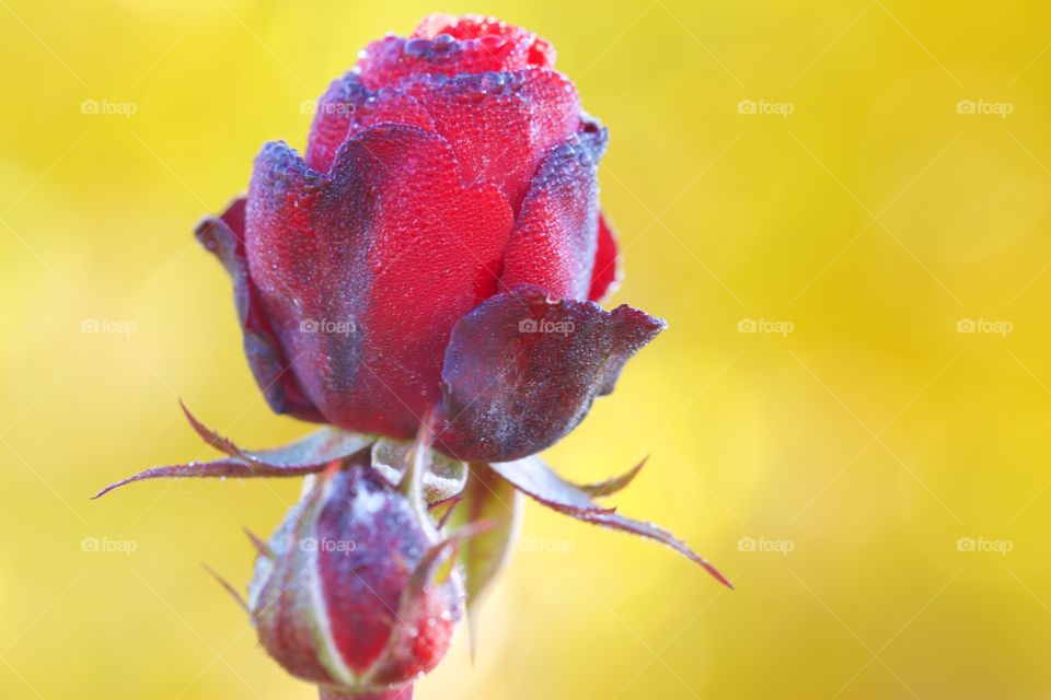 Dying red rose